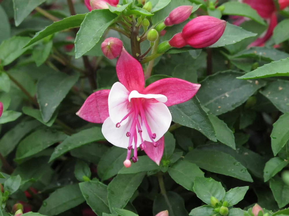 Fuchsia magellanica Diva® Early Carmine White