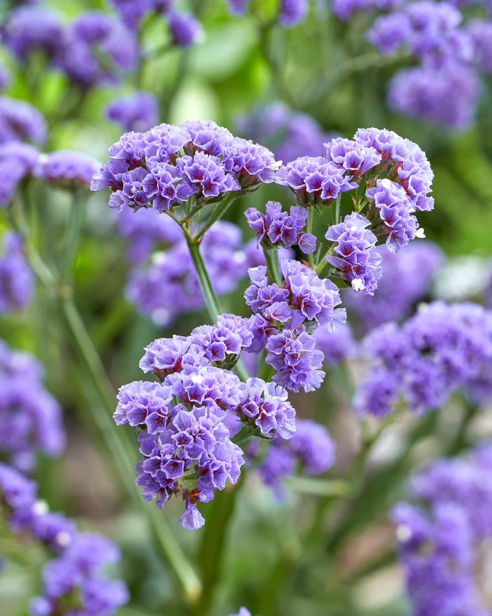 Limonium spectabilis Sinzii Blue