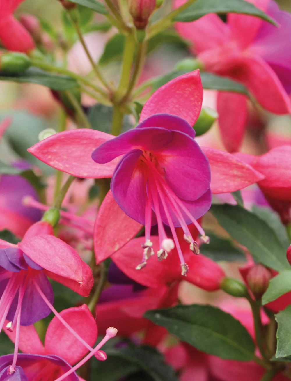 Fuchsia magellanica Diva® Early Rose Blue
