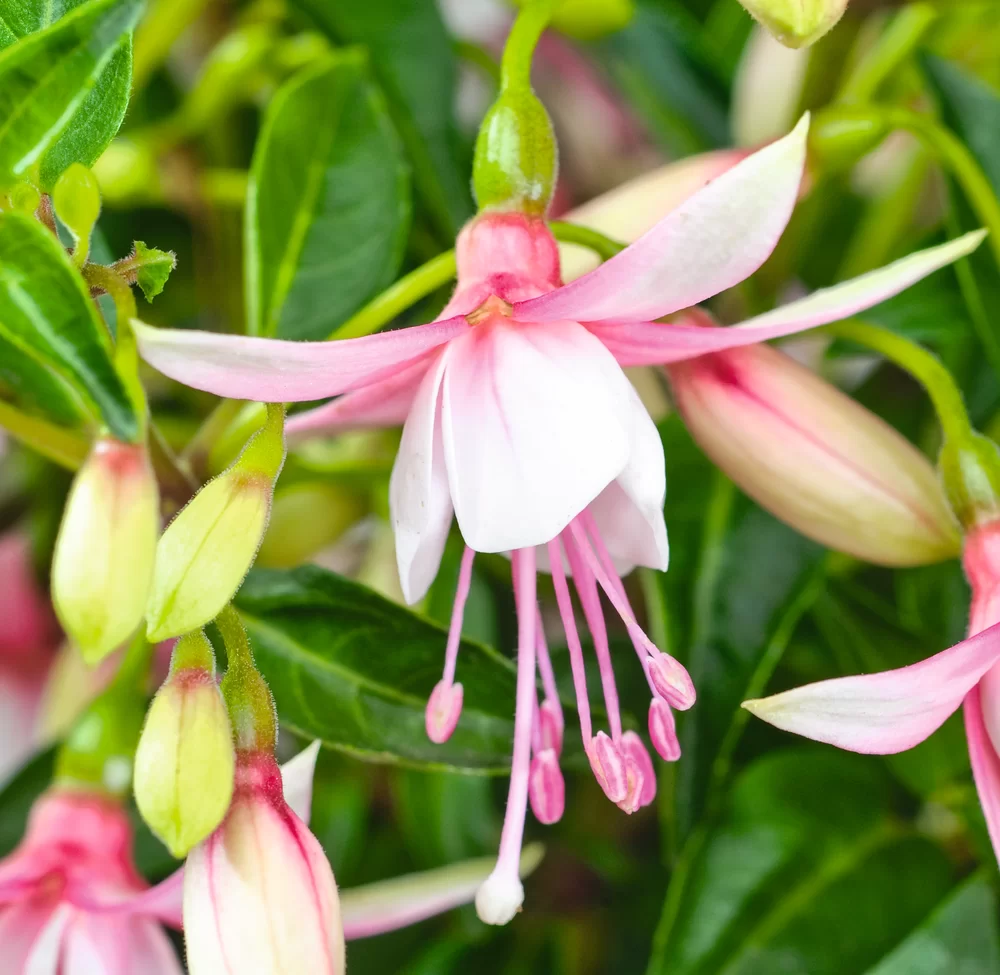 Fuchsia magellanica Diva® Early Pink White