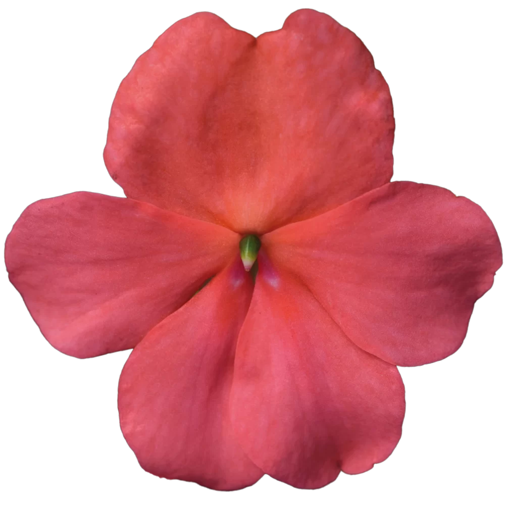 Impatiens walleriana Beacon® Coral