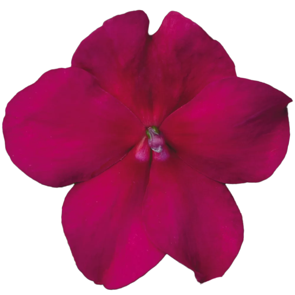 Impatiens walleriana Beacon® Violet Impr.