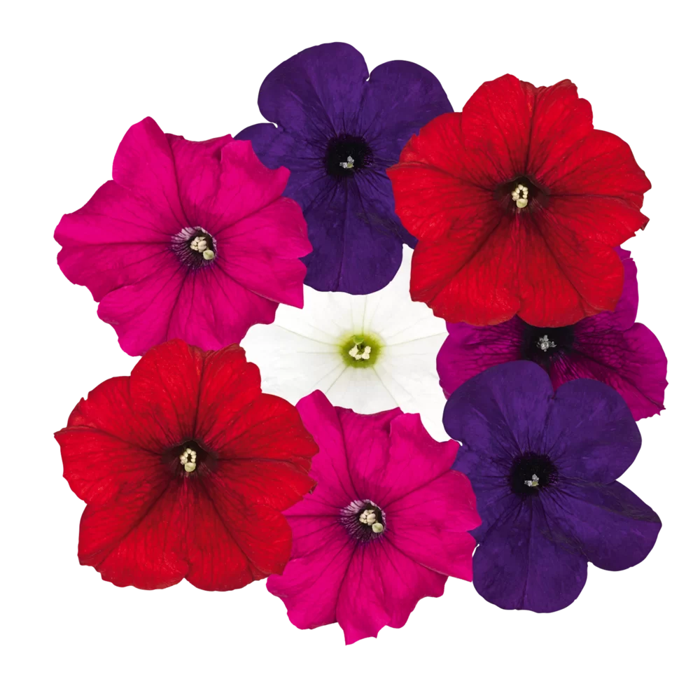 Petunia grandiflora Pacta Parade Select Mix