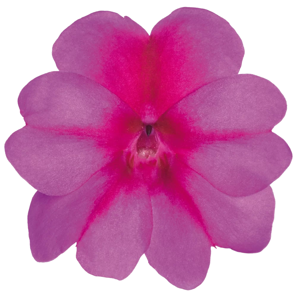 Impatiens New Guinea SunPatiens® Compact Purple Candy Impr.