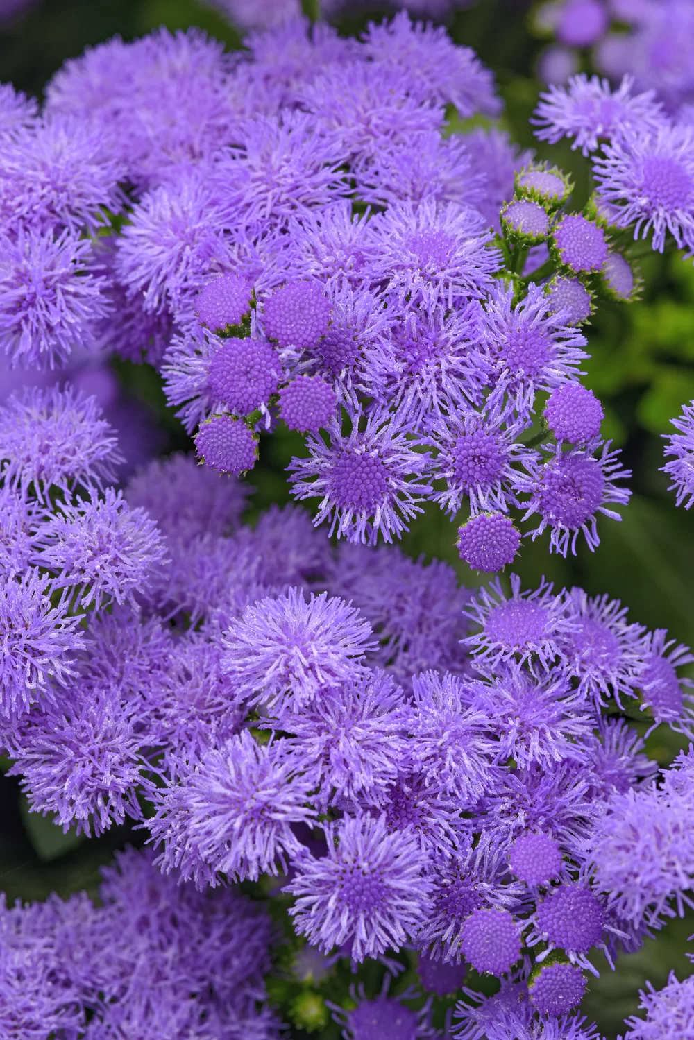 Ageratum houstonianum Monarch Magic 