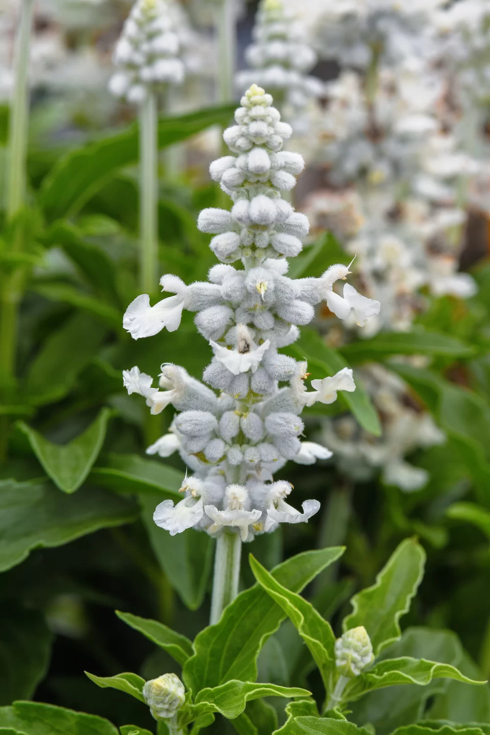 Salvia farinacea Mystical White