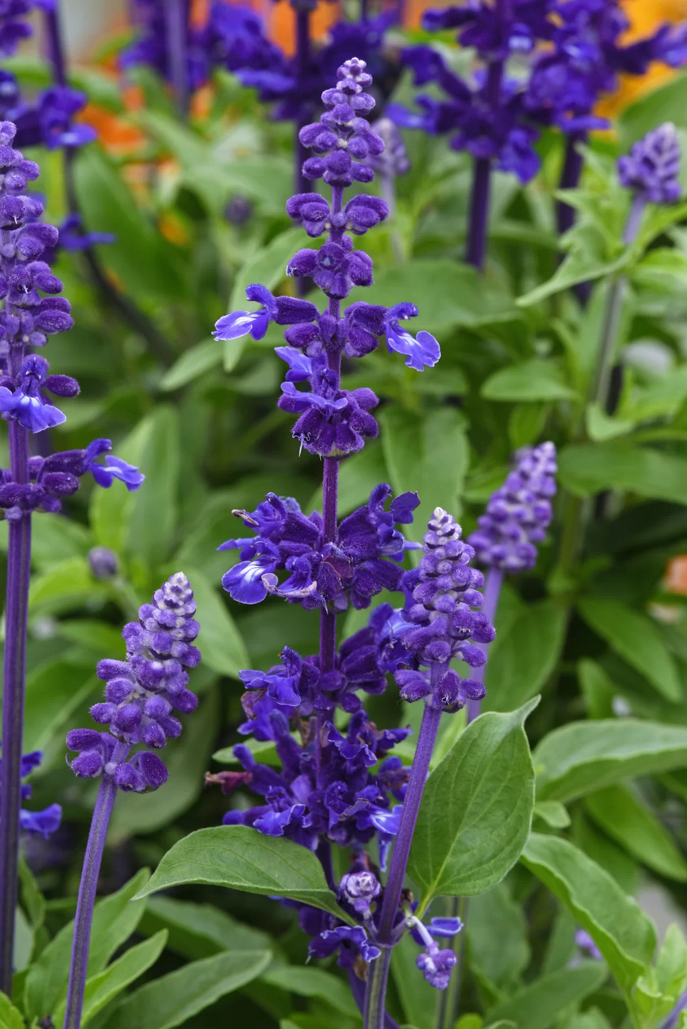 Salvia farinacea Mystical Blue