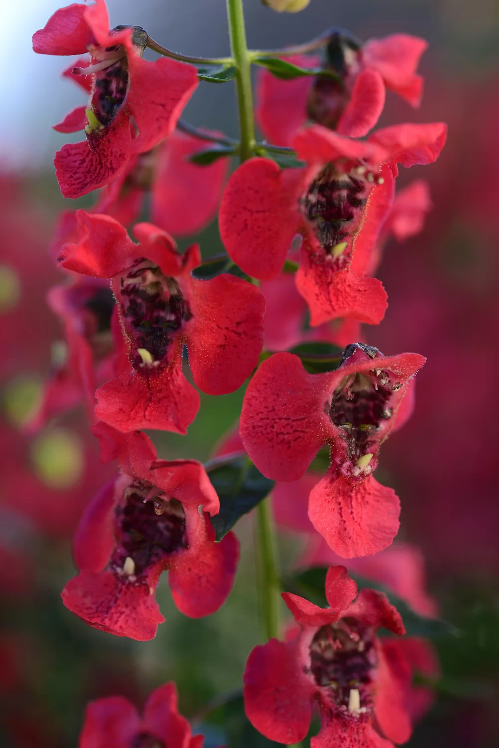 Angelonia angustifolia Archangel™ Cherry Red Impr.