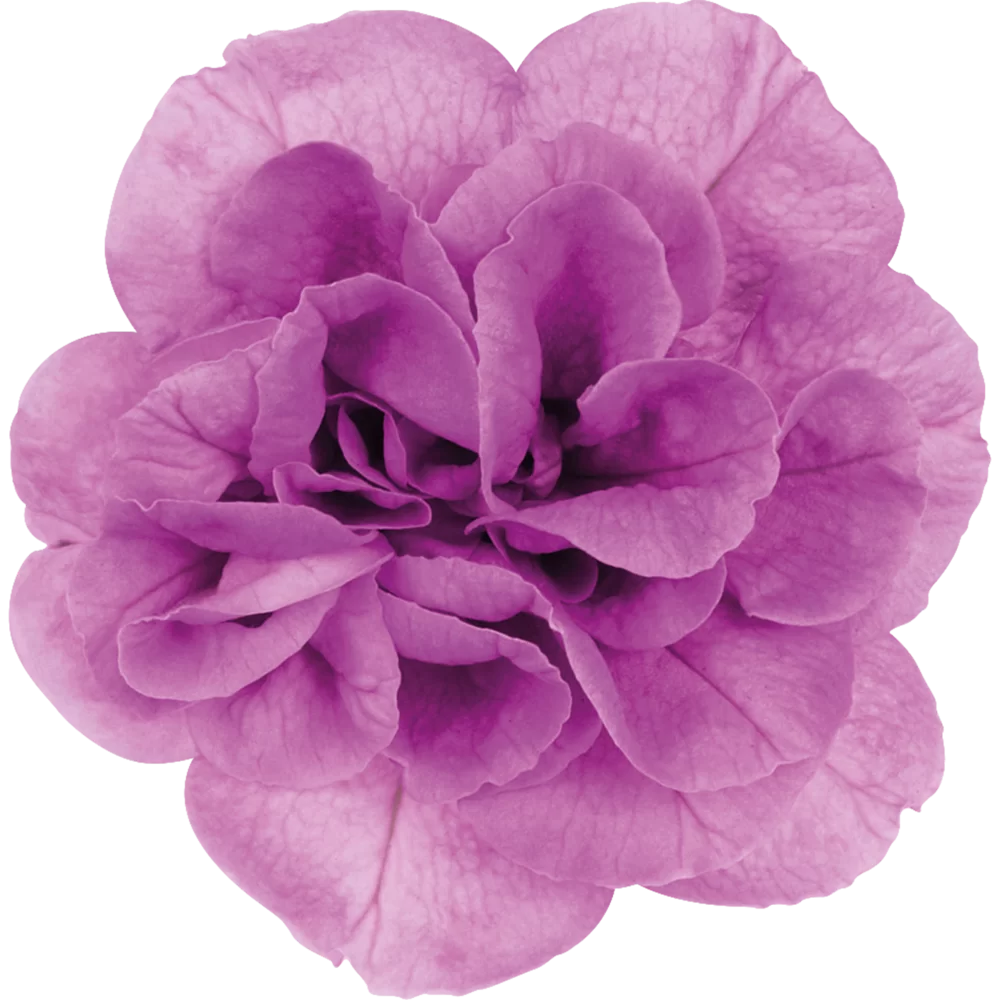 Petunia grandiflora Viva® Double Pink
