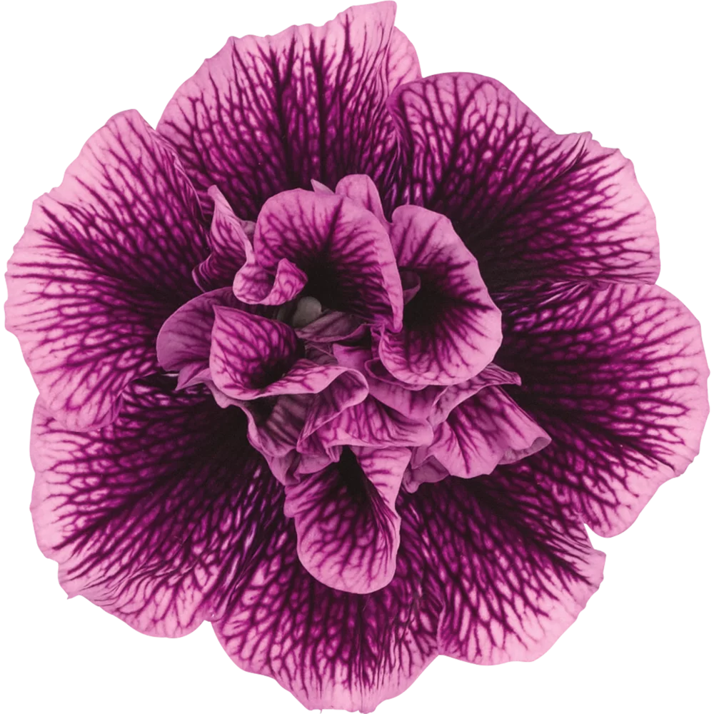 Petunia grandiflora Viva® Double Purple Vein impr.