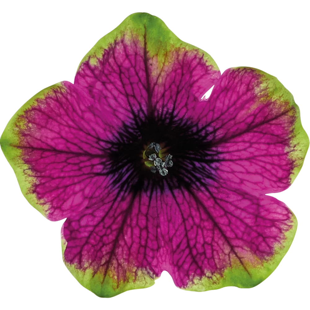 Petunia grandiflora Specials Picotee Green Purple