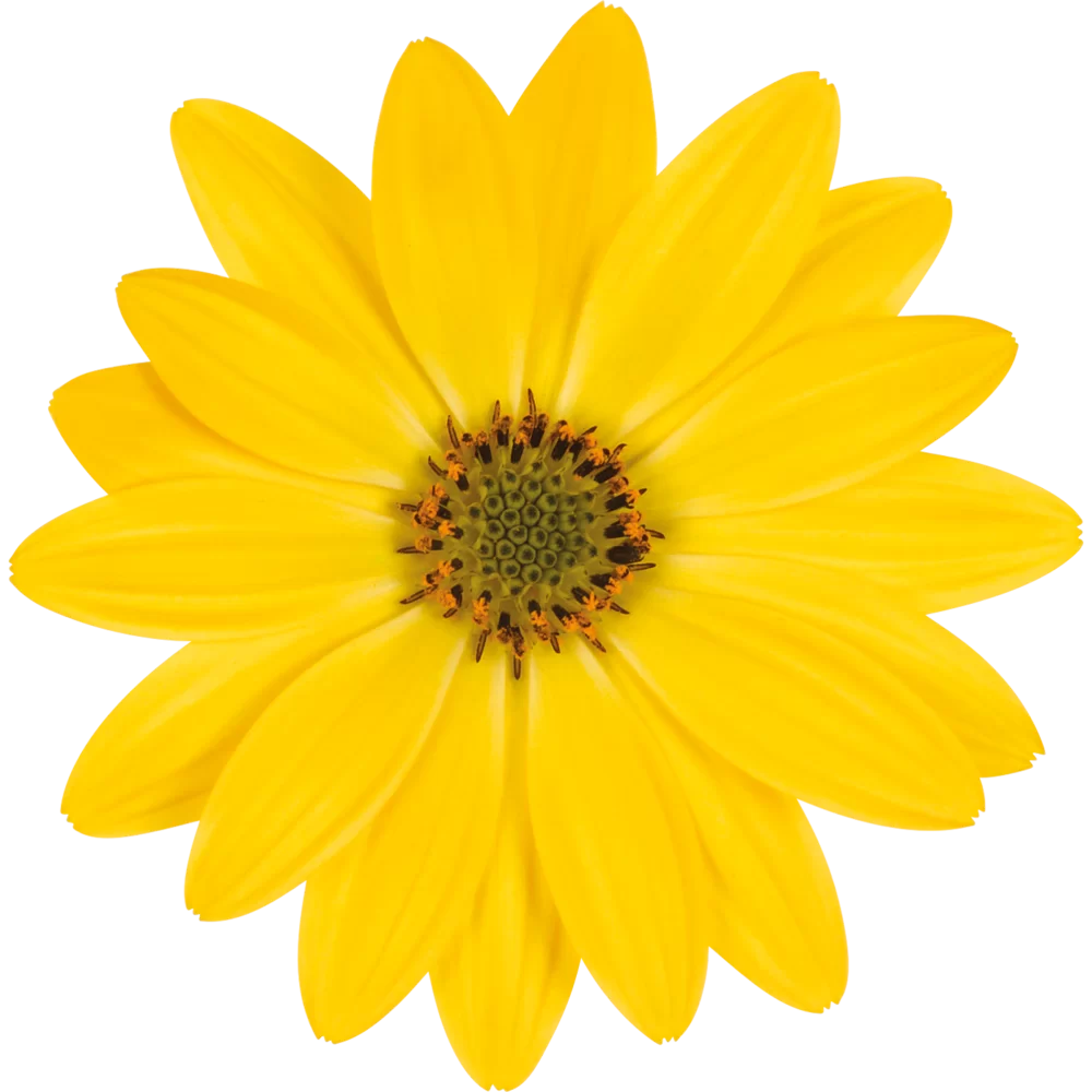 Osteospermum ecklonis Dalina® Yellow 059