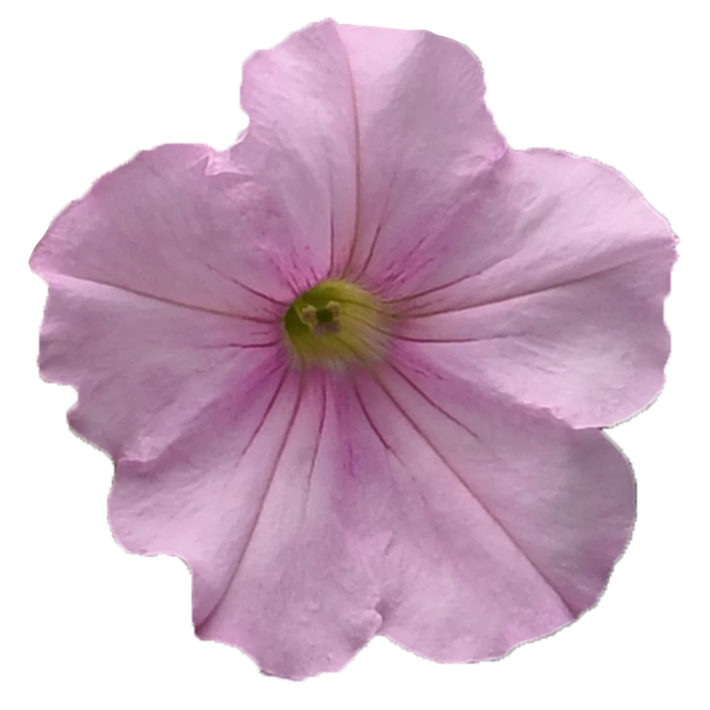Petunia x hybrida Easy Wave® F1 Pink Pearl