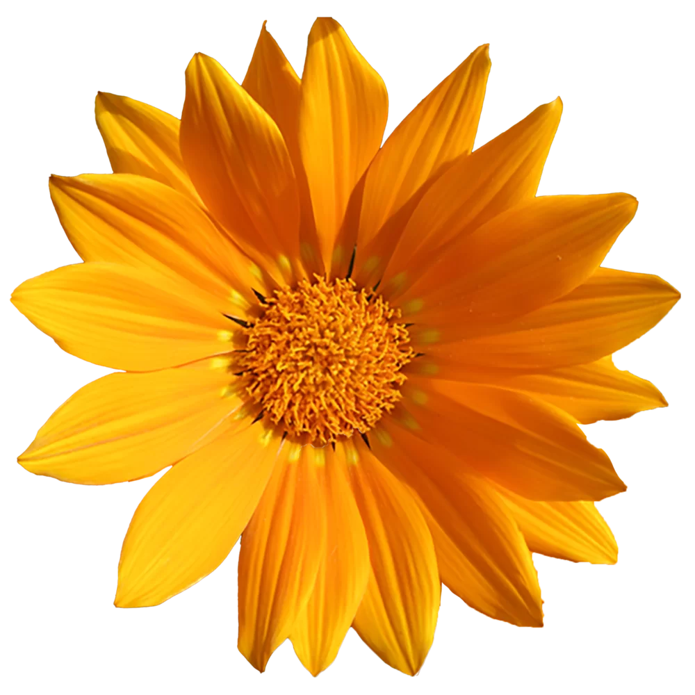 Gazania rigens Sun Stopper Orange