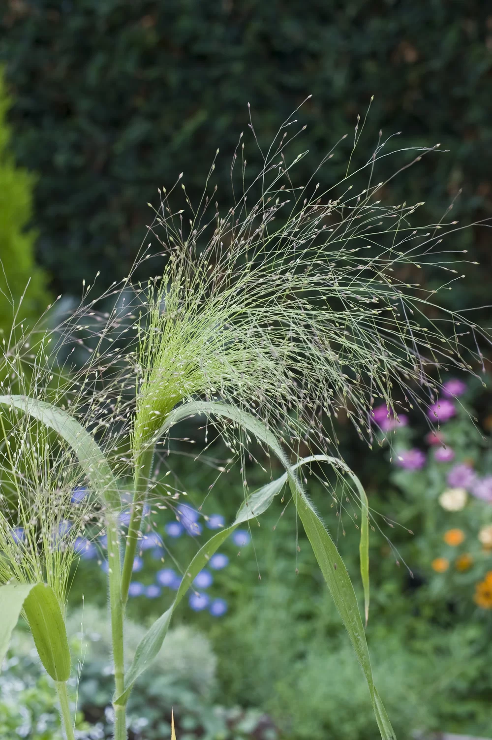 Panicum virgatum Fontaine