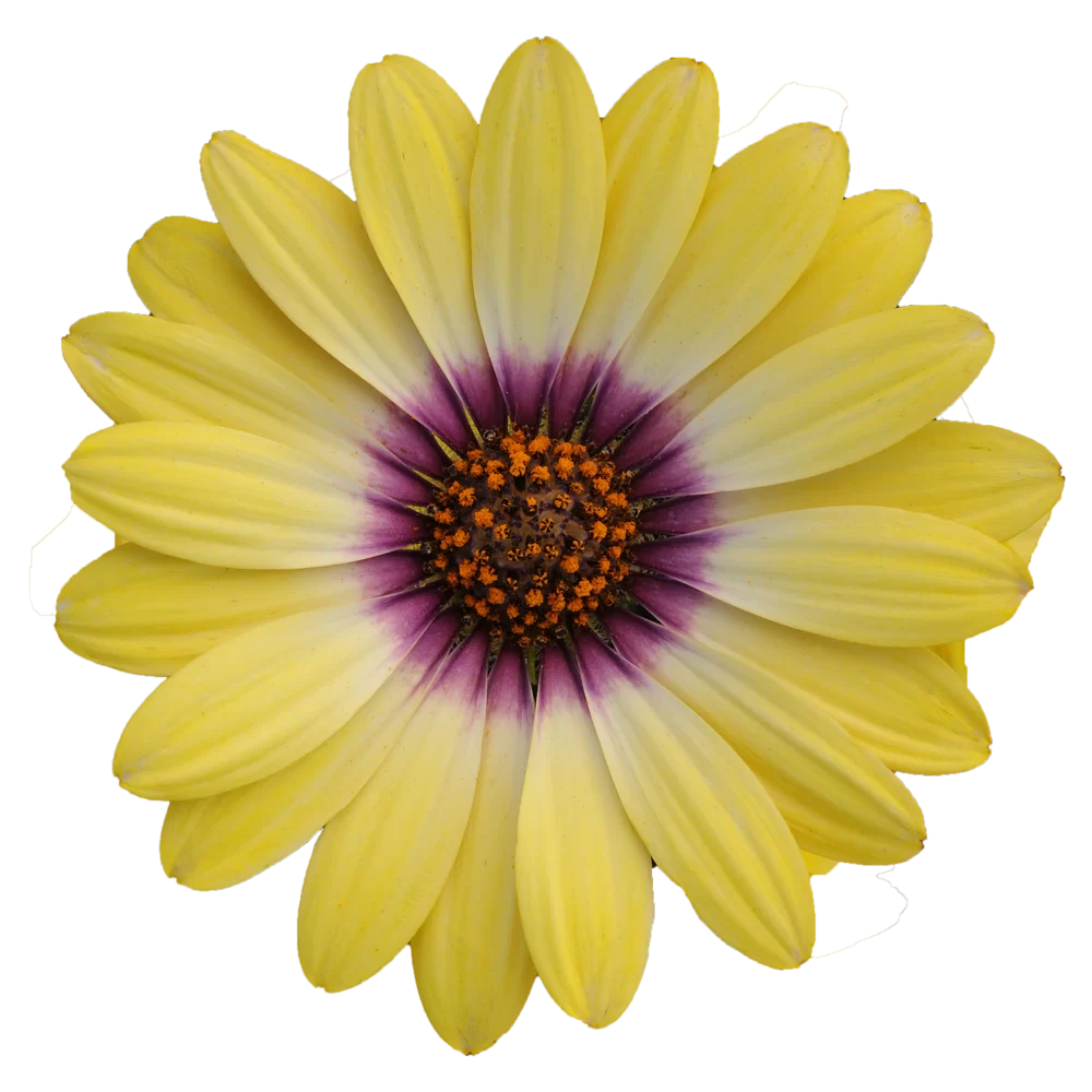 Osteospermum ecklonis - Dalina® Special - Blue Eyed Beauty