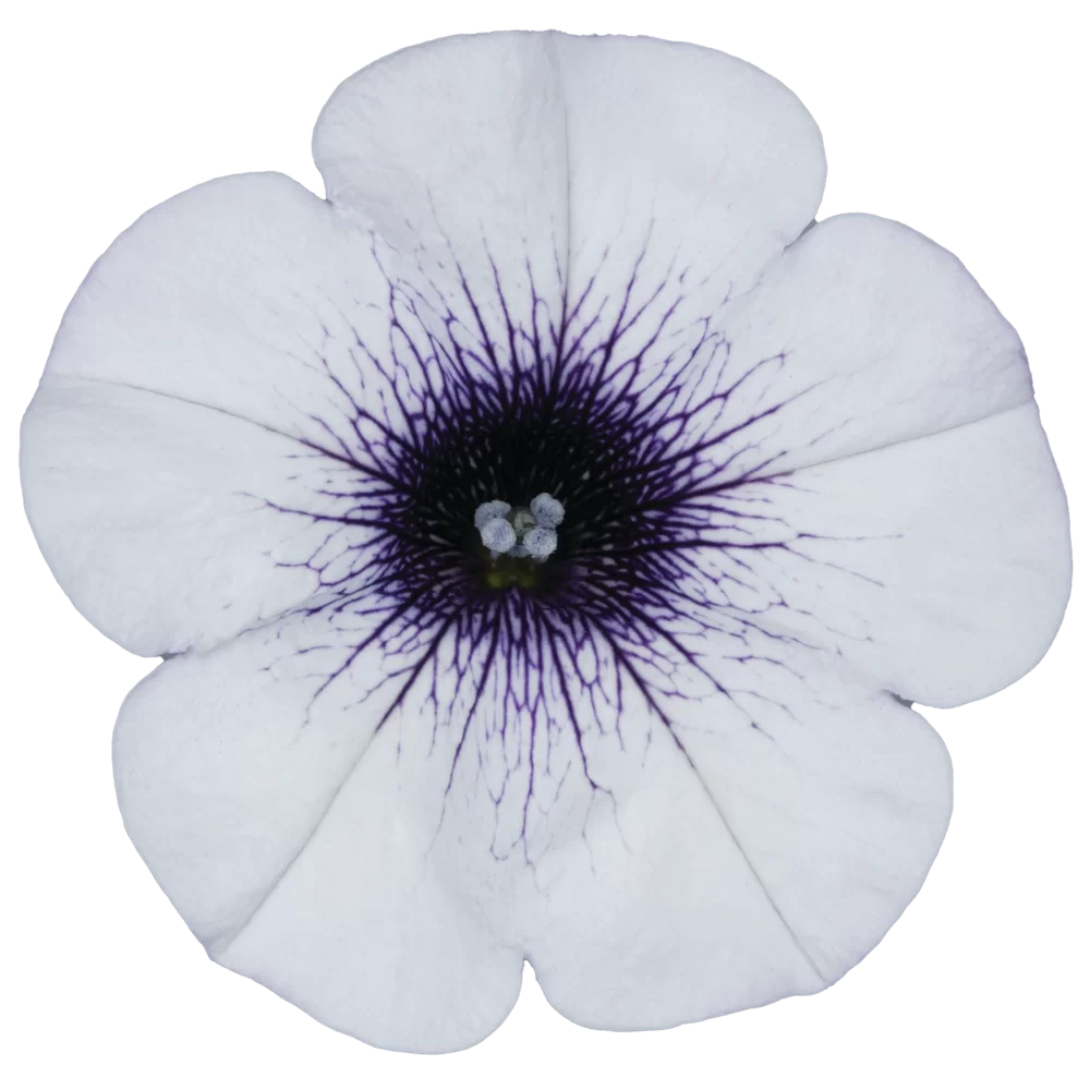Petunia grandiflora Surfinia® Blue Vein
