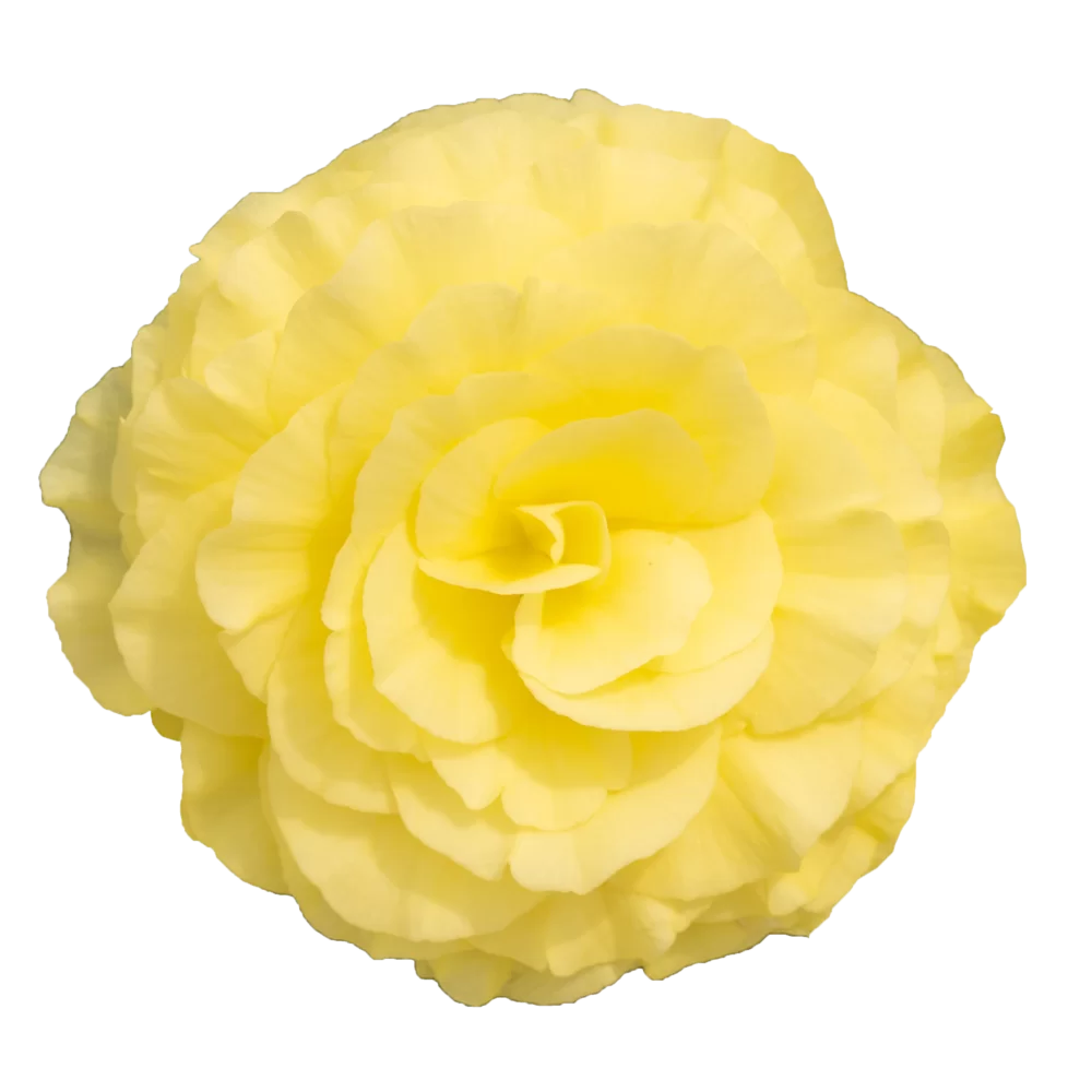 Begonia tuberhybrida Nonstop® F1 Lemon