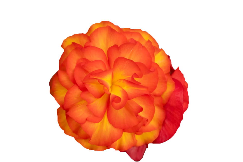 Begonia tuberhybrida Nonstop® F1 Flame