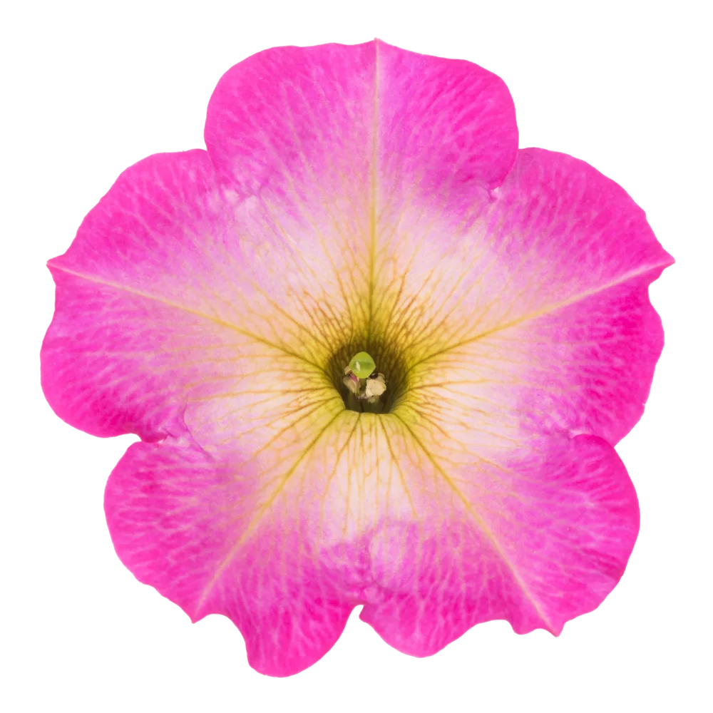 Petunia grandiflora Viva® Pink Morn