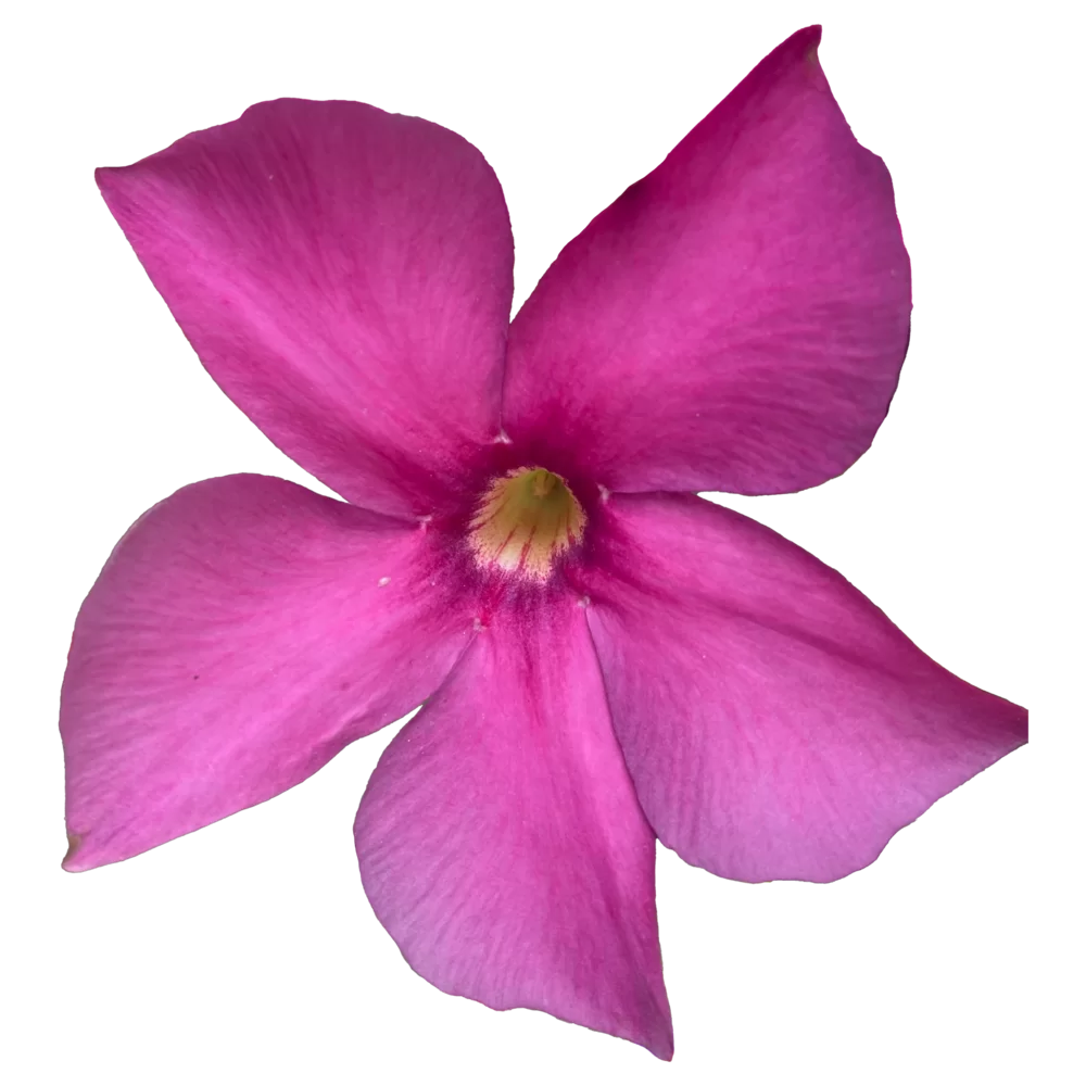 Mandevilla sanderi Amethyst Violet