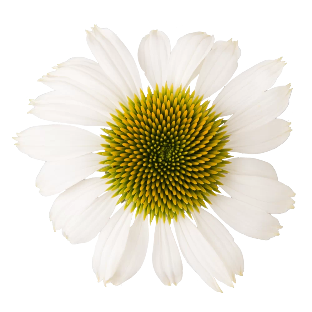 Echinacea purpurea Lakota™ White