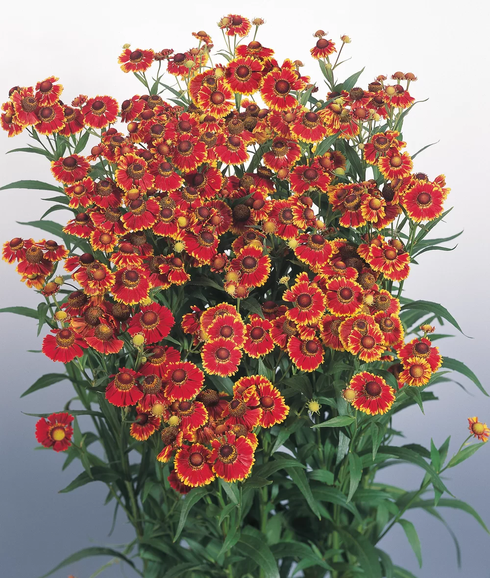 Helenium autumnale Helena Red Shades