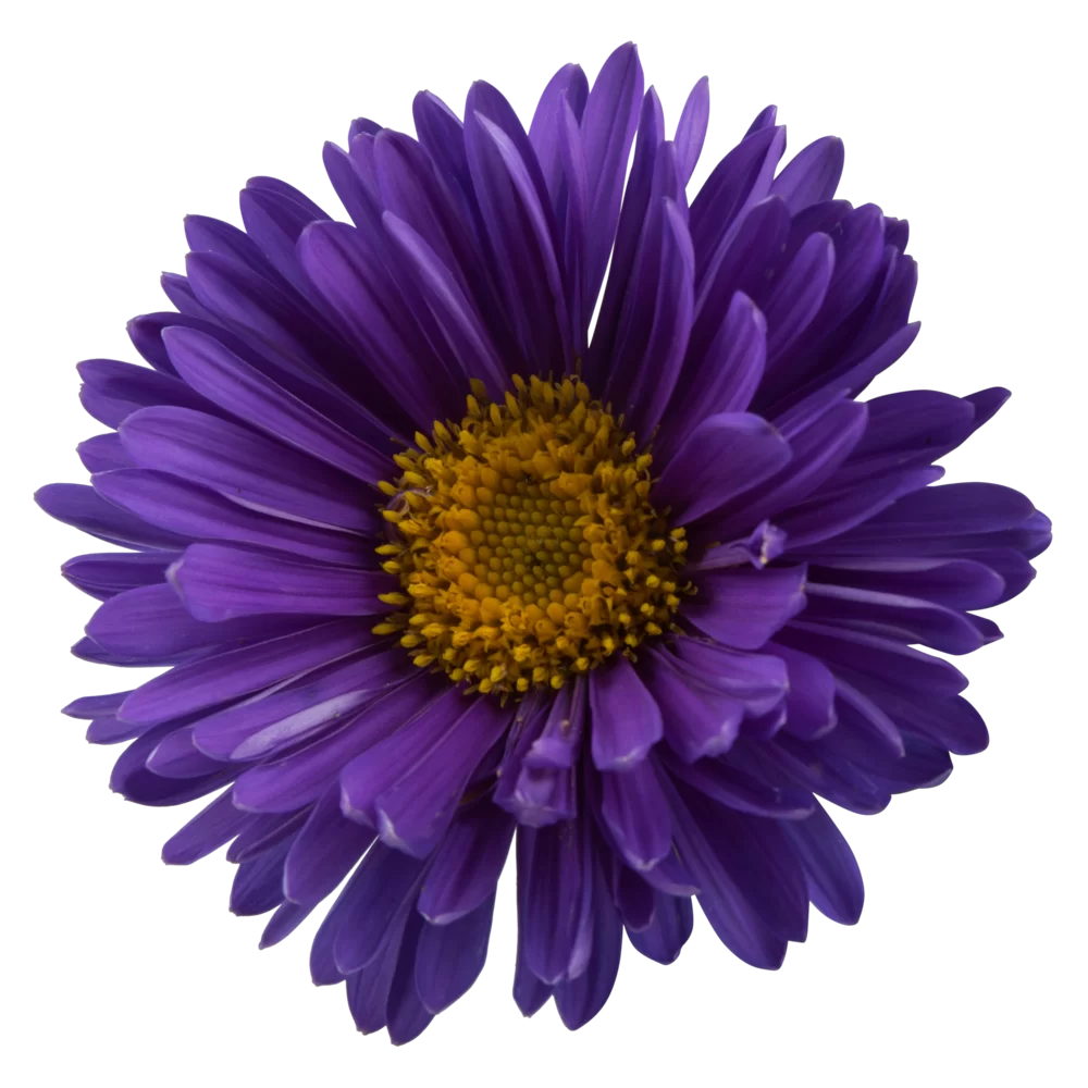 Aster alpinus Violet