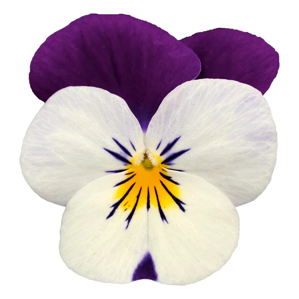 Viola cornuta EVO® Mini White Purple Jump Up/Sorbet XP