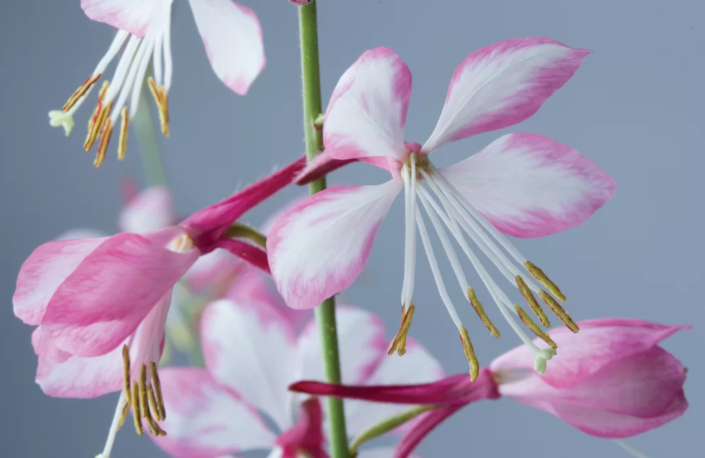 Gaura lindheimeri Rosy Jane  