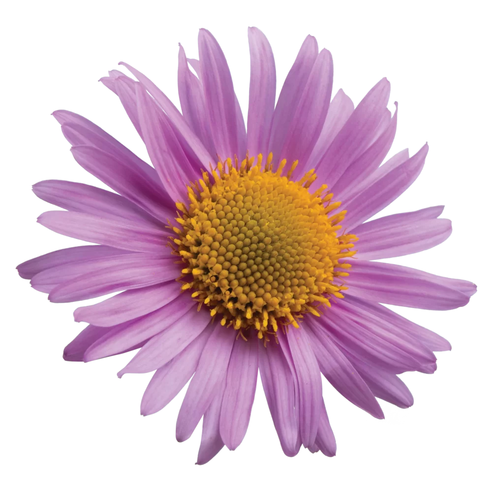 Aster alpinus Happy End