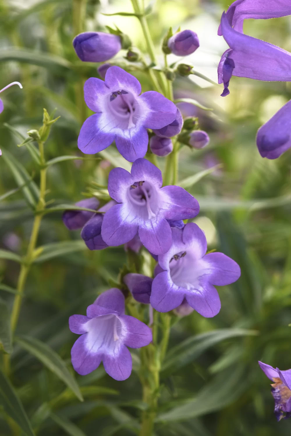 Penstemon hartwegii Mountain Treats Lavender