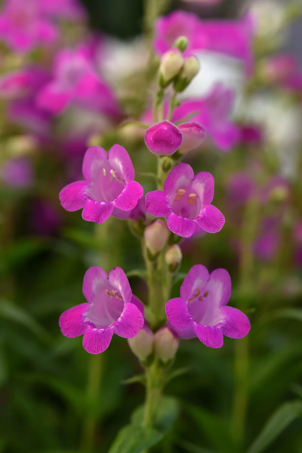 Penstemon hartwegii Mountain Treats Purple