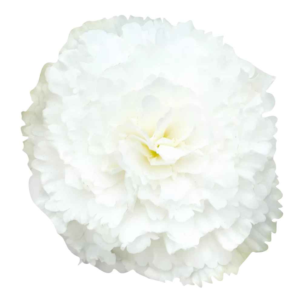 Begonia tuberhybrida Nonstop® F1 White Impr.