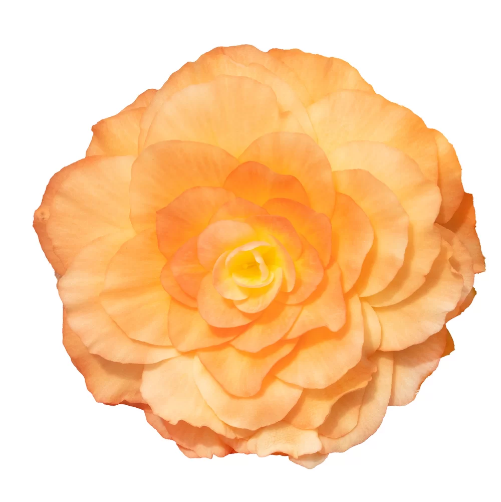 Begonia tuberhybrida Nonstop® F1 Peach Shades