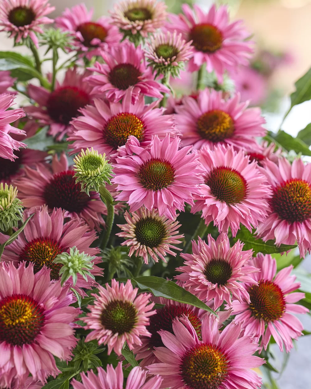 Echinacea purpurea Bandolero Rose