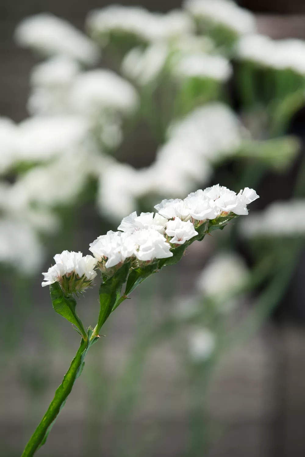 Limonium sinuatum Everlast White
