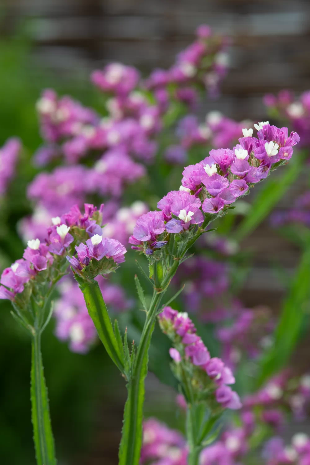 Limonium sinuatum Everlast Deep Rose