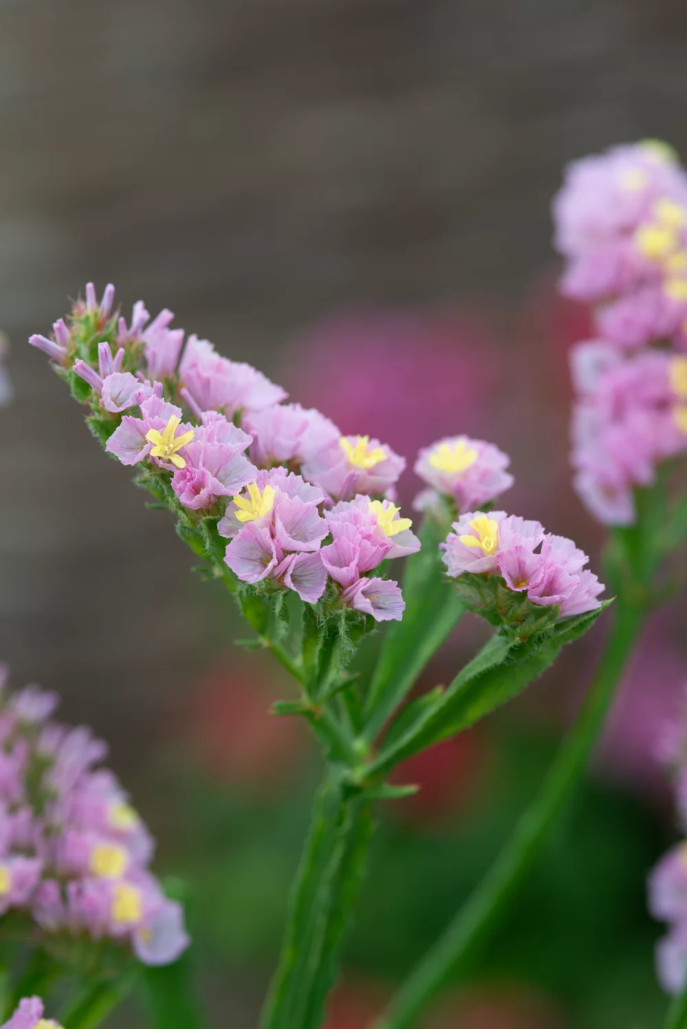 Limonium sinuatum Everlast Rose Yellow
