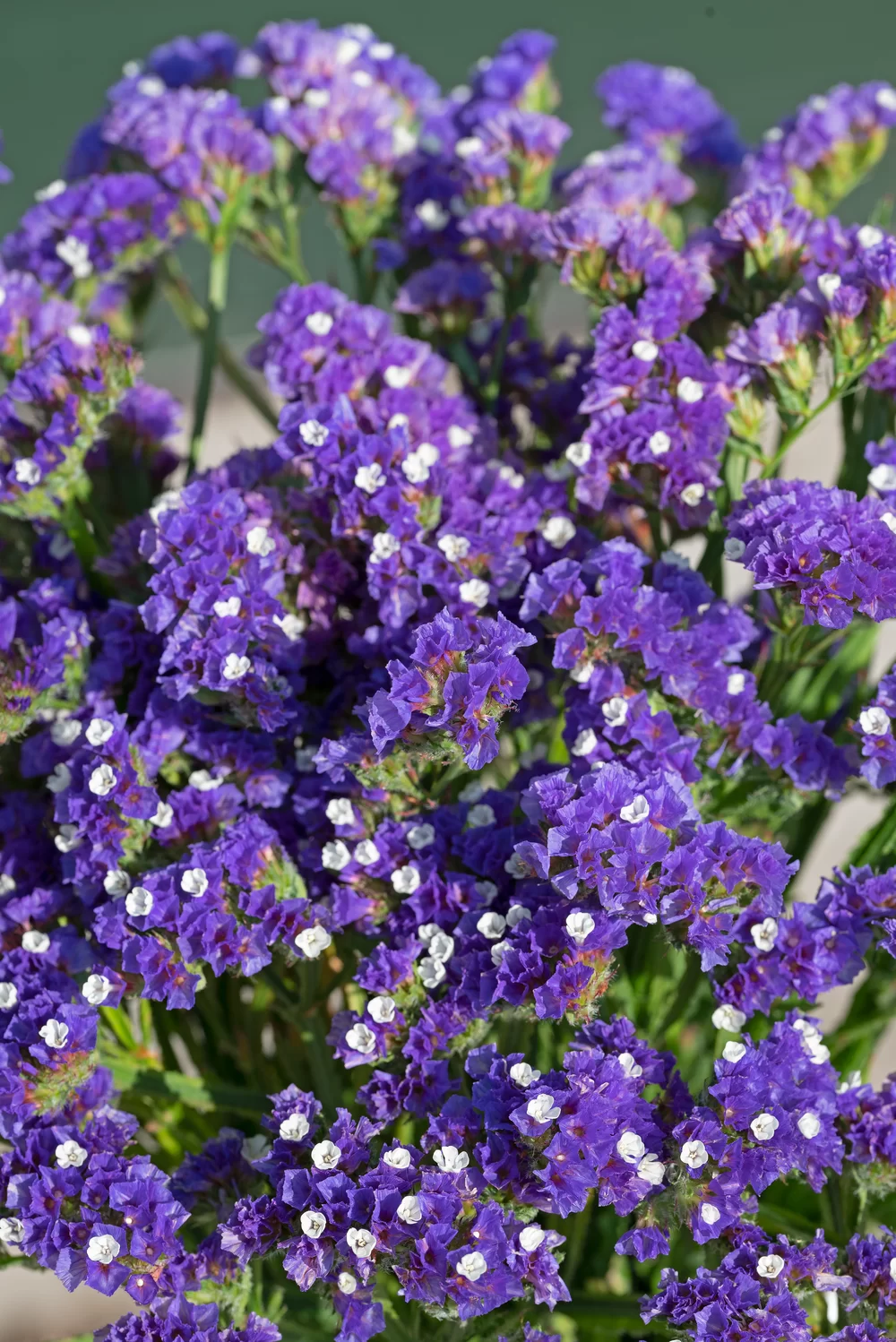 Limonium sinuatum Everlast Deep Blue