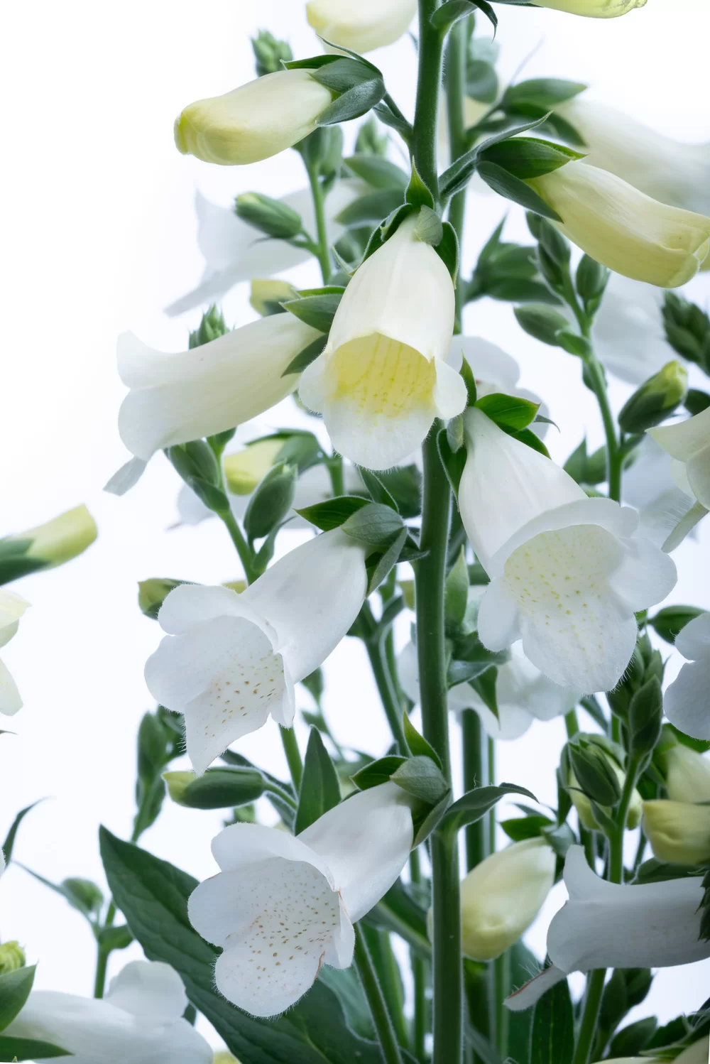 Digitalis purpurea Hanabee White