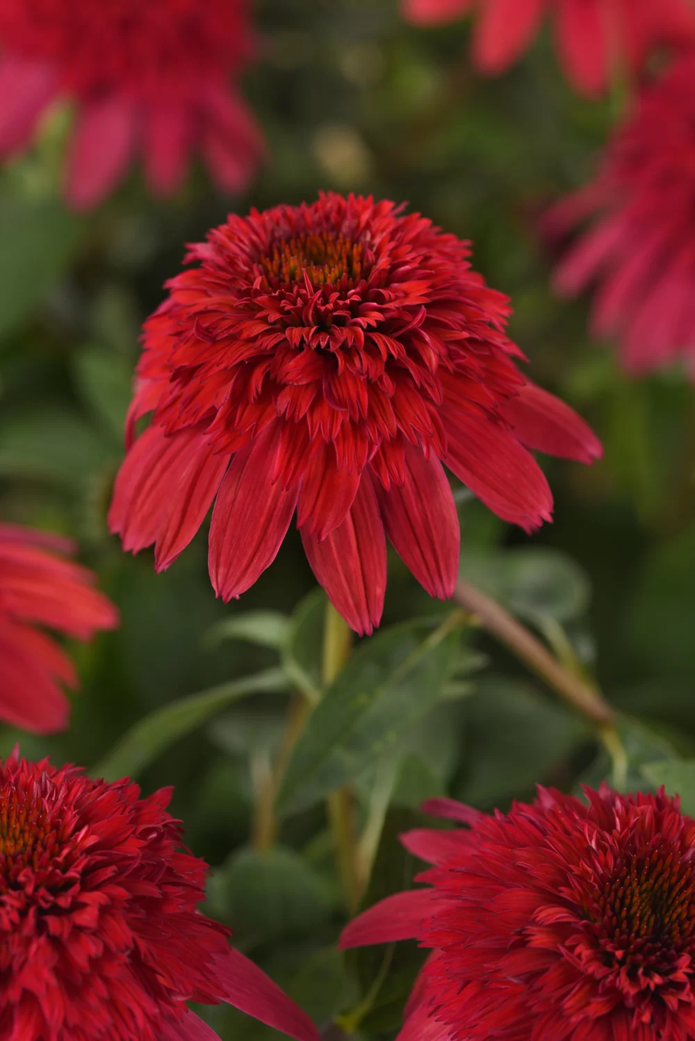 Echinacea purpurea Sombrero® Double Red