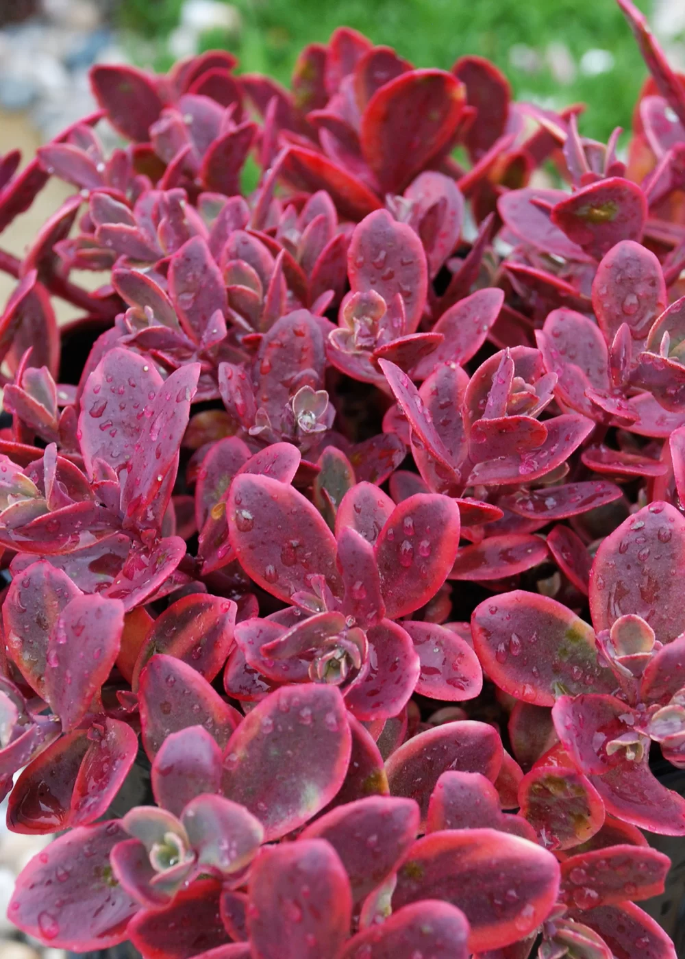 Sedum cauticola Sunsparkler® Wildfire