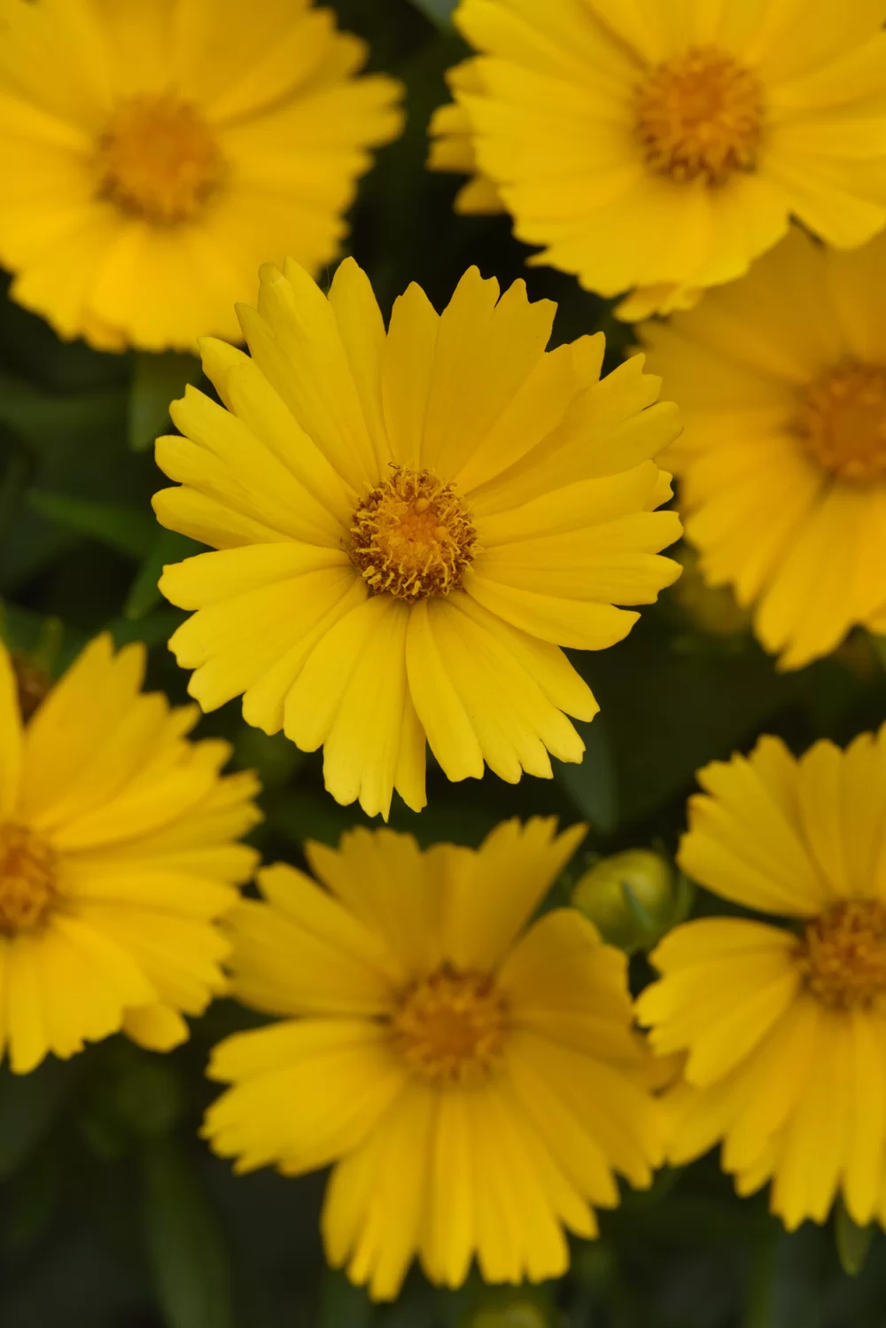 Coreopsis grandiflora UpTick™ Gold