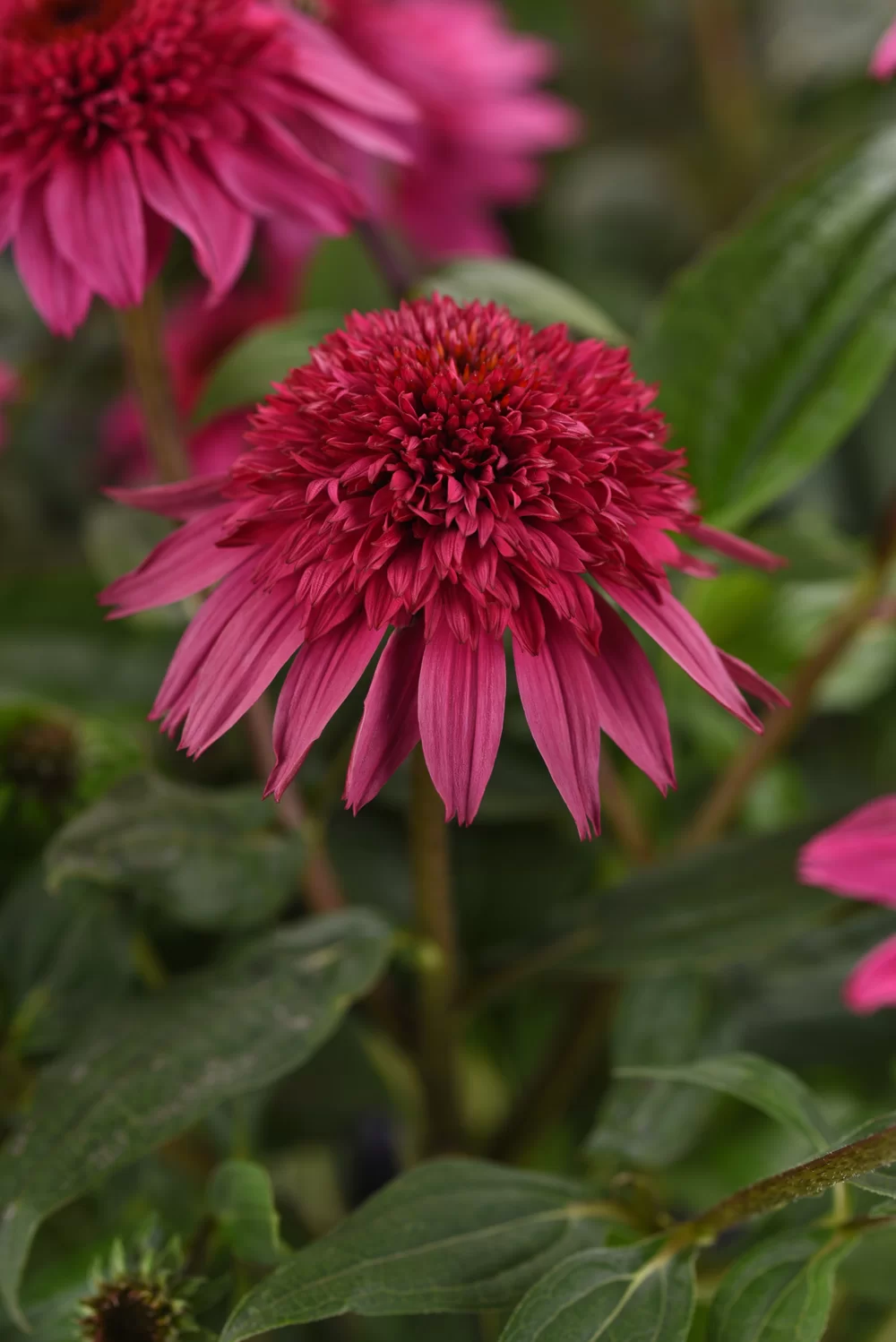 Echinacea purpurea Sombrero® Double Rose