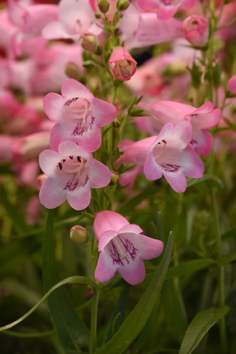 Penstemon hartwegii Mountain Treats Light Pink