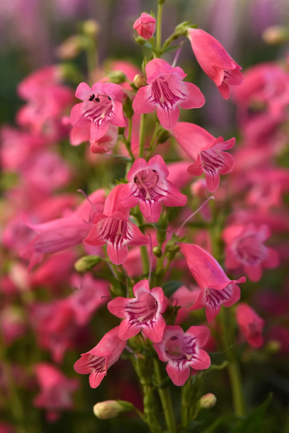 Penstemon hartwegii Mountain Treats Rose