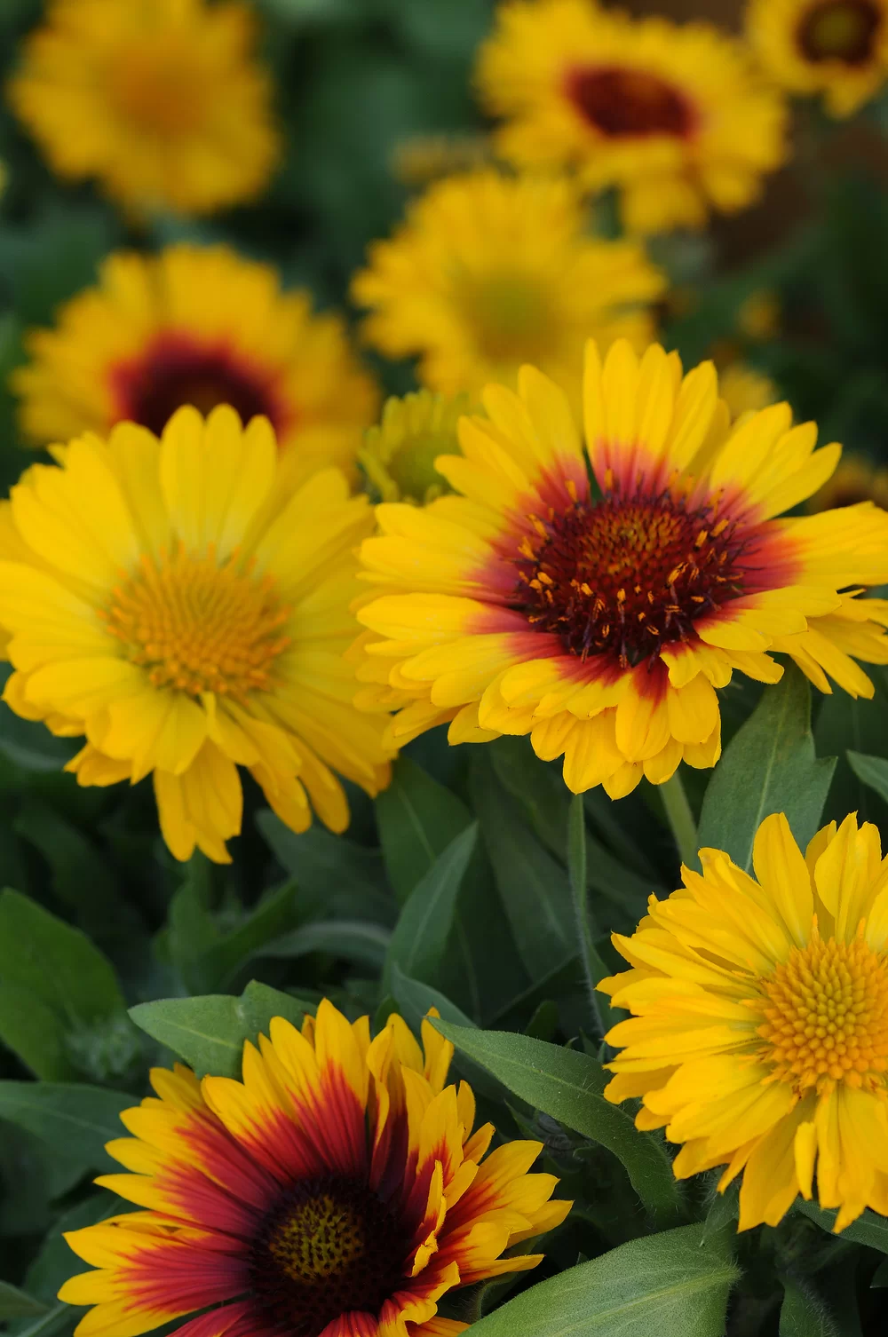 Gaillardia aristata Mesa™ Bright Bicolour
