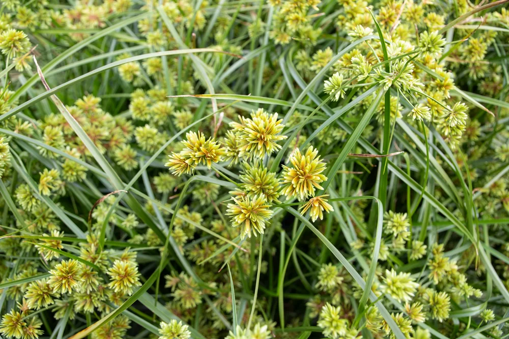 Cyperus glaber Abby