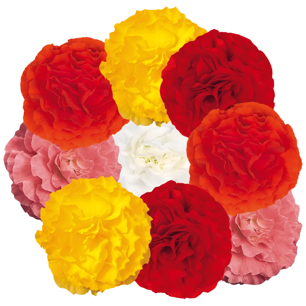 Begonia tuberhybrida Nonstop® F1 Mix Impr.